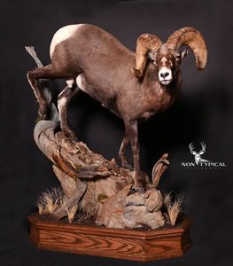 Rocky Mountain Bighorn Sheep, downward climb onto rocks - Lifesize floor pedestal w/habitat 